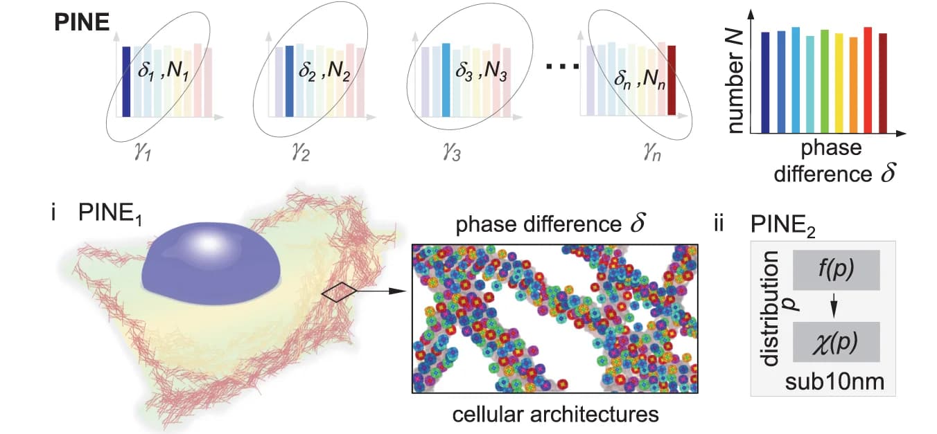 Open access visualization of Illustration, Bar Plot, Workflow, PINE, Phase Differences