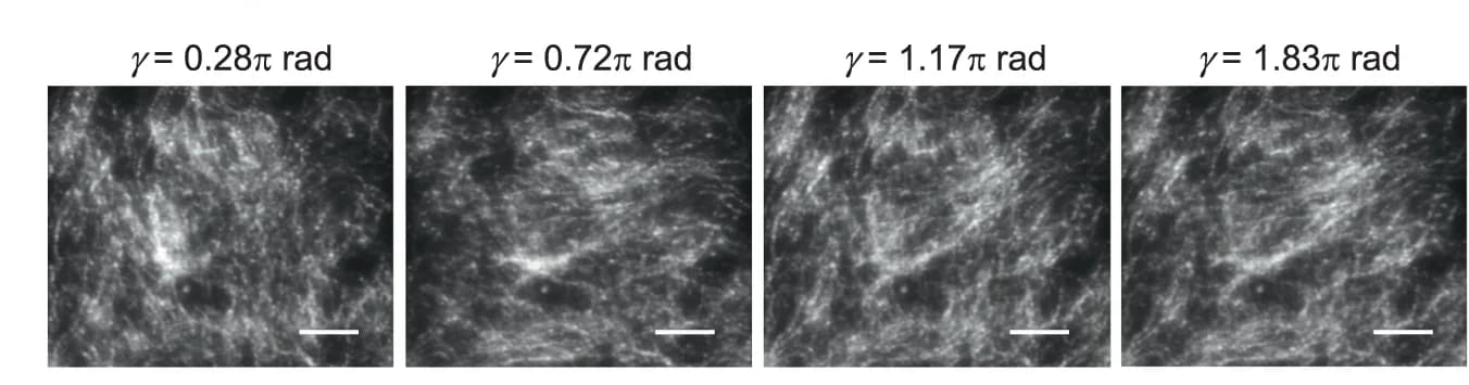 Open access visualization of Microscopy, Darkfield Images, Cellular Architectures, Actin, PI