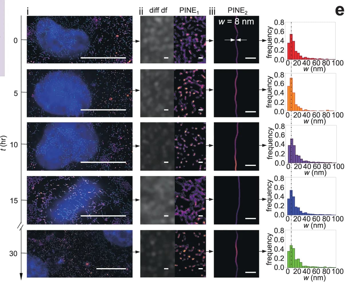 Open access visualization of Microscopy, Histogram, Cell Division, Macroscale, Mesoscale