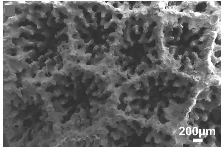 Open access visualization of Microscopy, Electron Microscopy, Surface Morphology