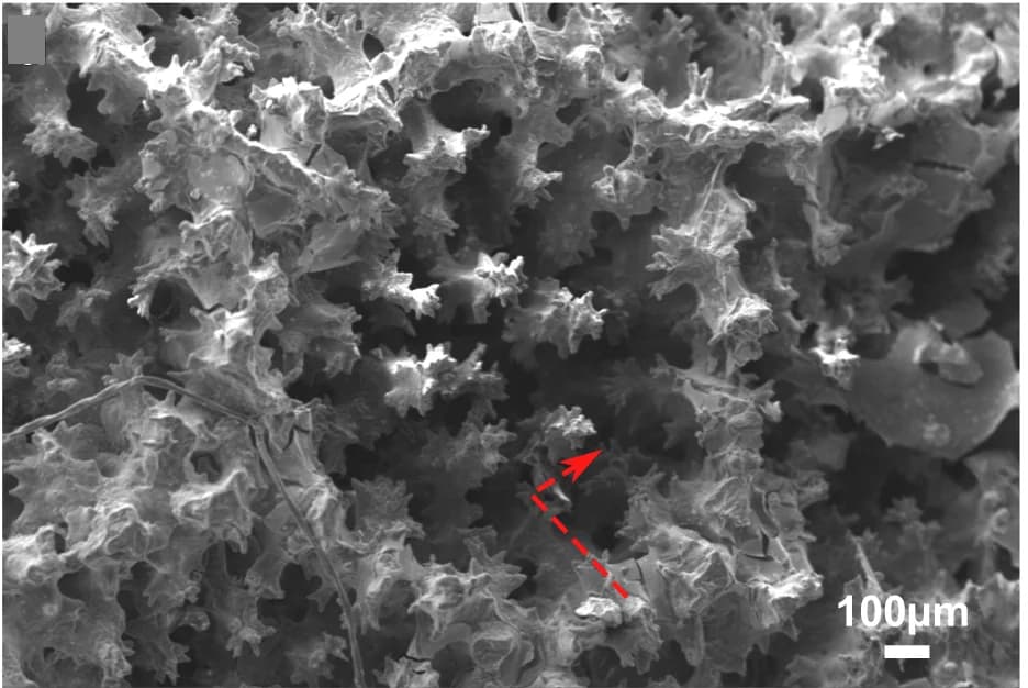 Open access visualization of Microscopy, Mangrove Corals, Reef Corals, Calyx, Spines