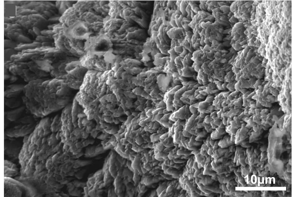 Open access visualization of Microscopy, Spines, Granulated Surface, Fibers, Mangrove Corals