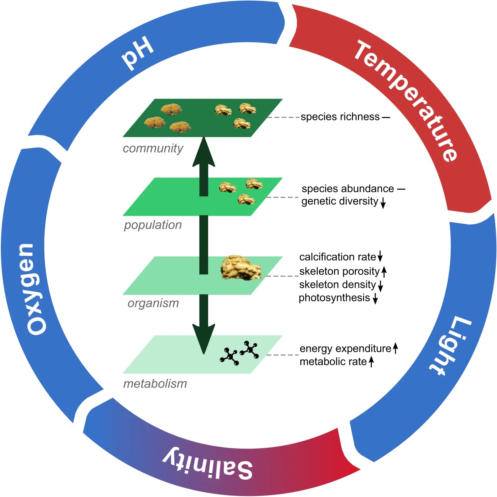Open access visualization of Workflow, Illustration, Corals, Mangrove Environments, Temperature