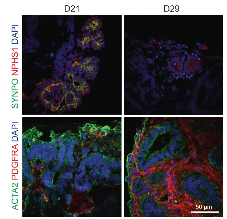 Open access visualization of Microscopy, Immunofluorescence Imaging, Kidney Organoids, Podocyte Markers, Cell Structure