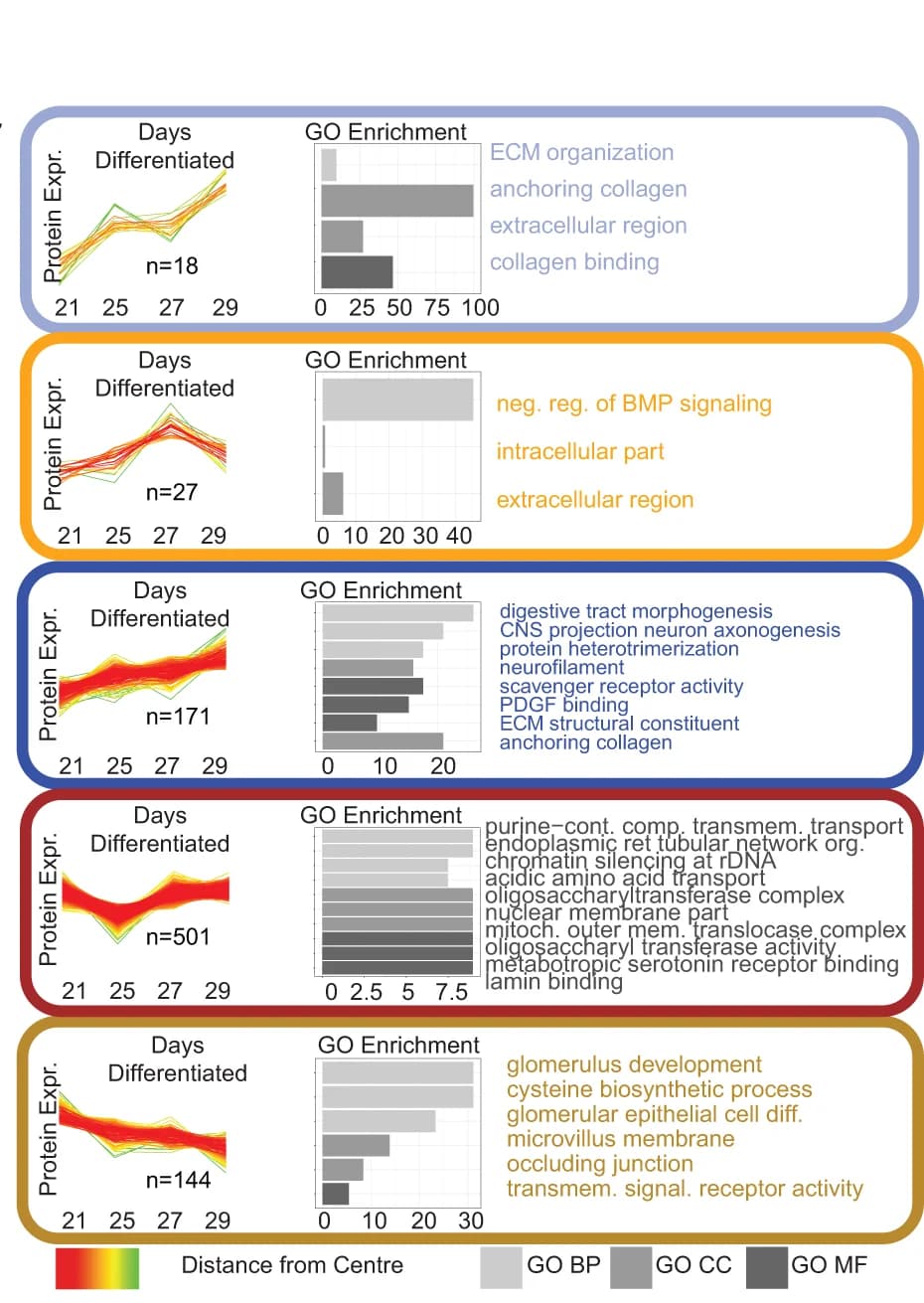 Open access visualization of Line Plot, Bar Plot, GO Enrichment Analysis, Protein Clustering, Organoid Differentiation