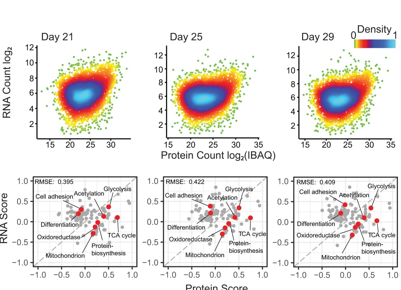 Open access visualization of Scatter Plot, Density Plot, RNA, Protein, UniProt-keyword enrichment