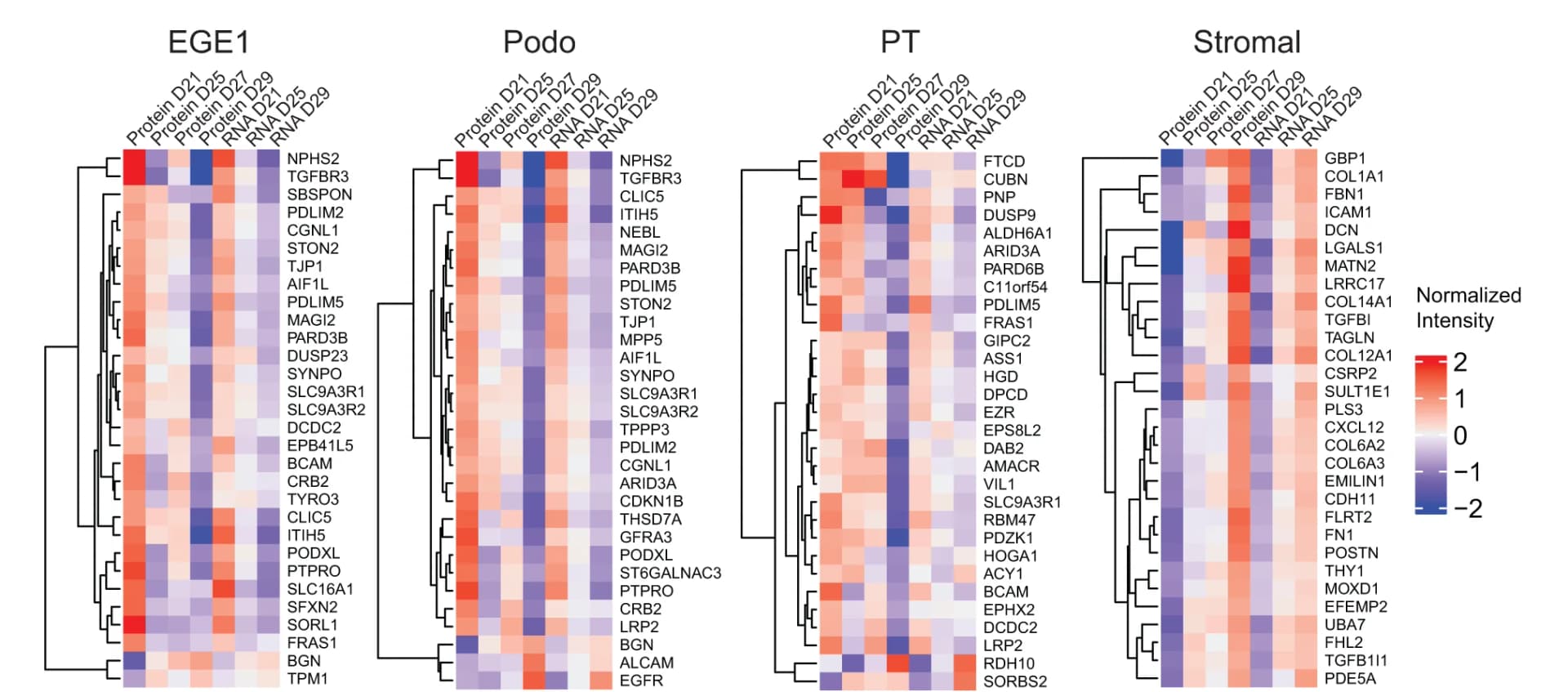 Open access visualization of Heatmap, Clustered, k-means clustering, Bulk RNA, Bulk protein