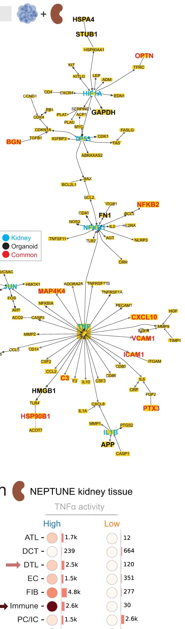 Open access visualization of Pathway, Bubble Plot, Literature-based network, Organoid TNF signature genes, Tissue TNF signature genes