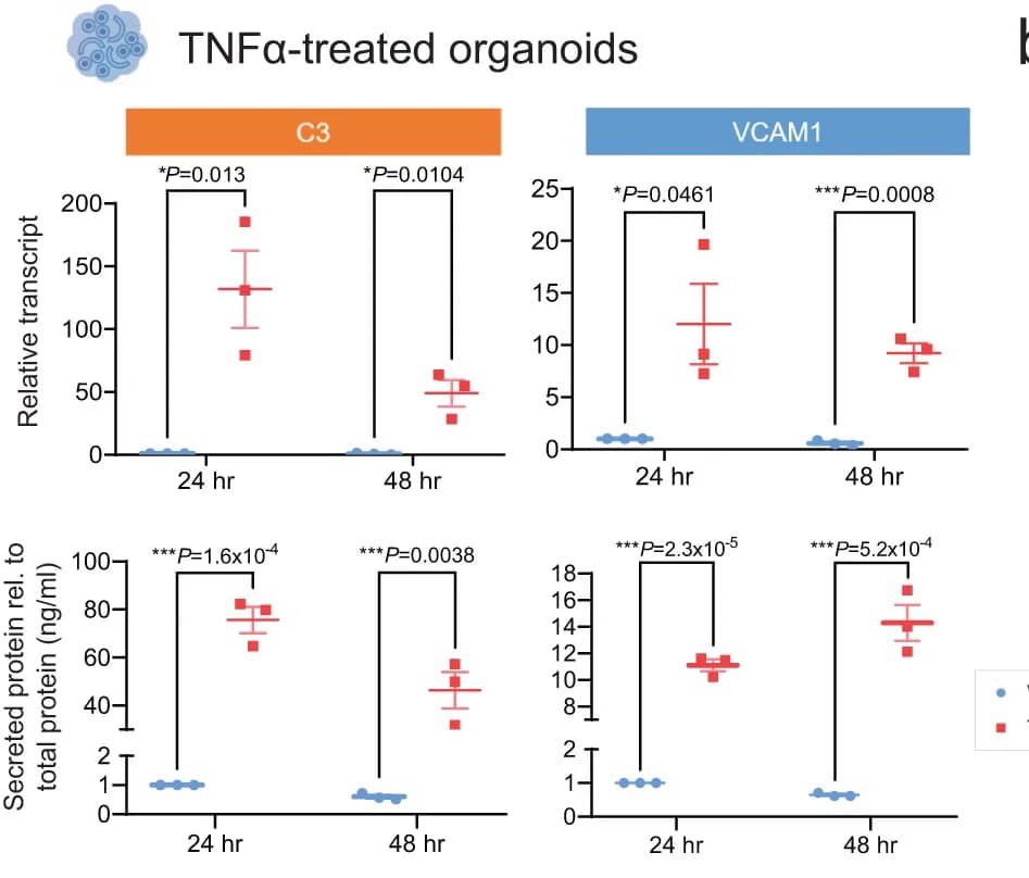 Open access visualization of Scatter Plot, Error Bars, C3, VCAM1, Kidney Organoids