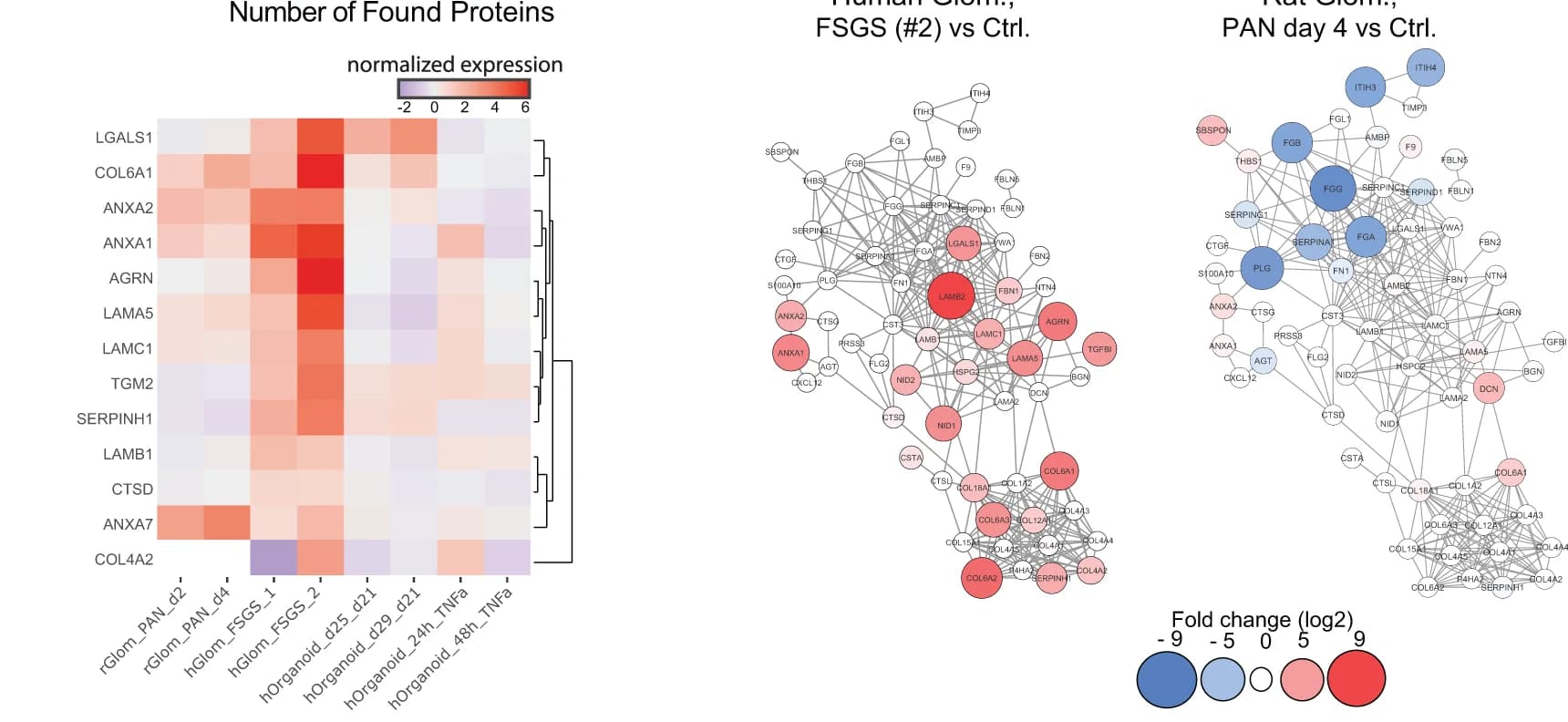 Open access visualization of Heatmap, Clustered, Network, Protein Expression, Nephrotic Syndrome