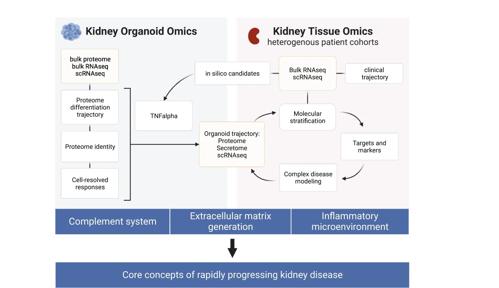 Open access visualization of Workflow, Flowchart, Illustration, Kidney Organoids, Kidney Disease