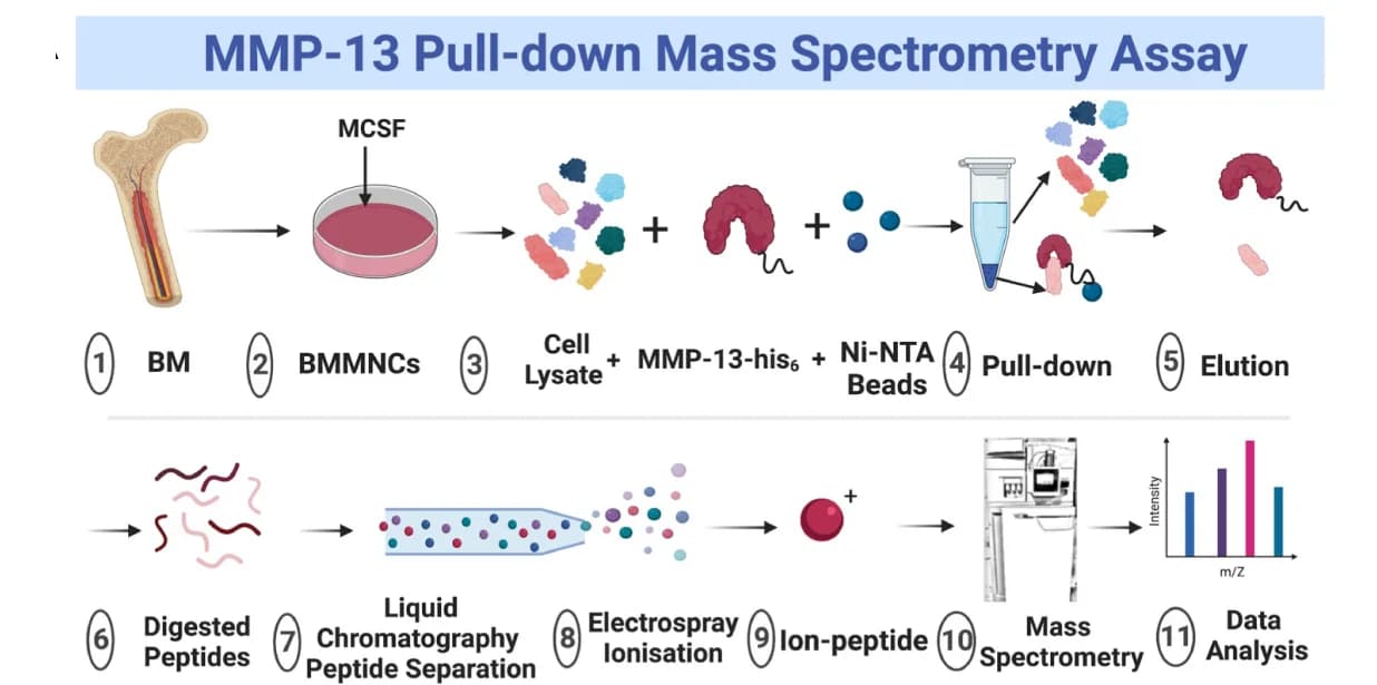 Open access visualization of Workflow, MMP-13, BSA, Recombinant protein, Bone marrow cells