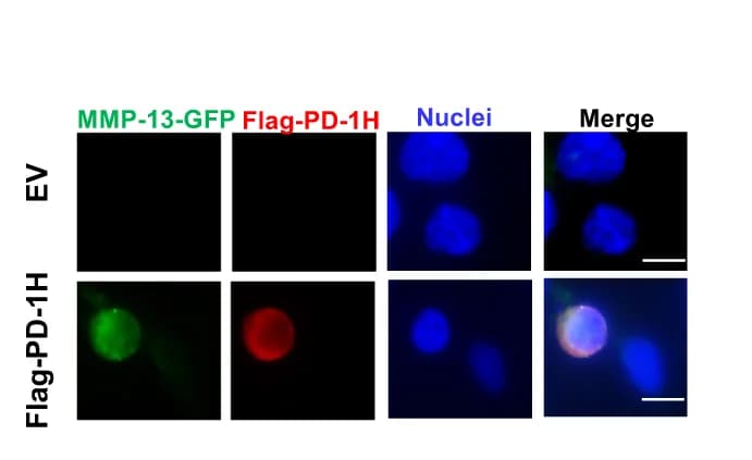 Open access visualization of Microscopy, HEK293 Cells, Flag-PD-1H, MMP-13-GFP, FITC