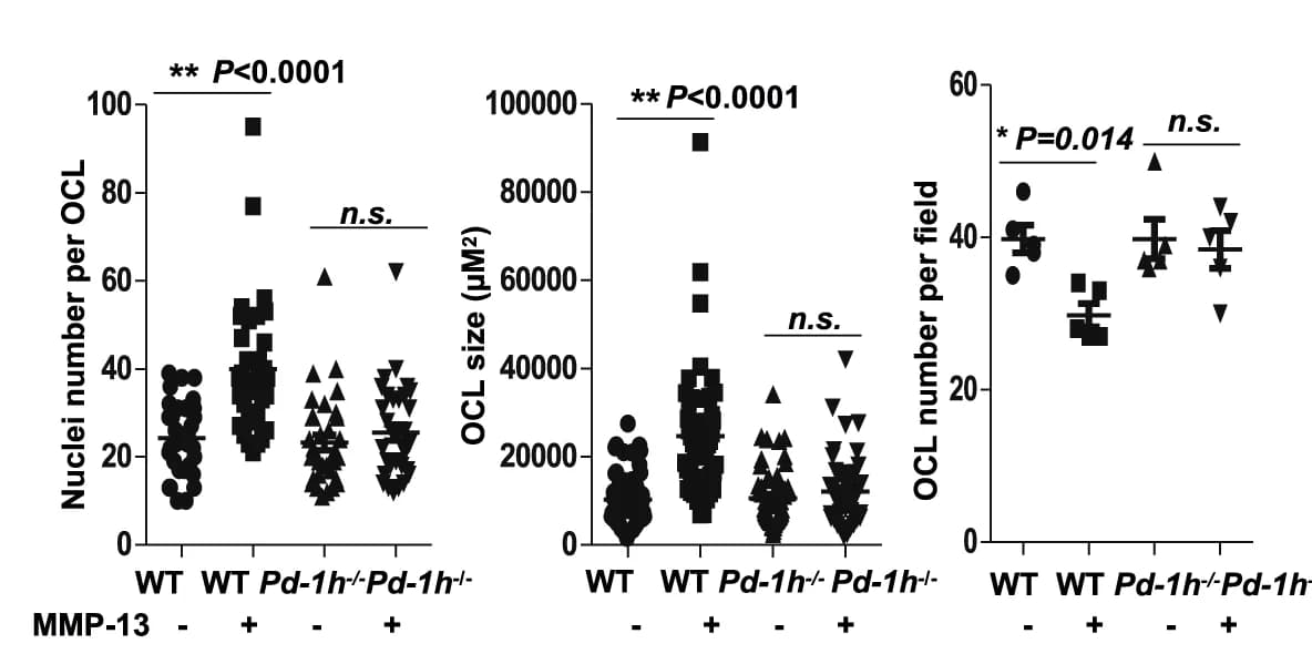 Open access visualization of Scatter Plot, Error Bars, TRAP staining, OCL formation, BMCs