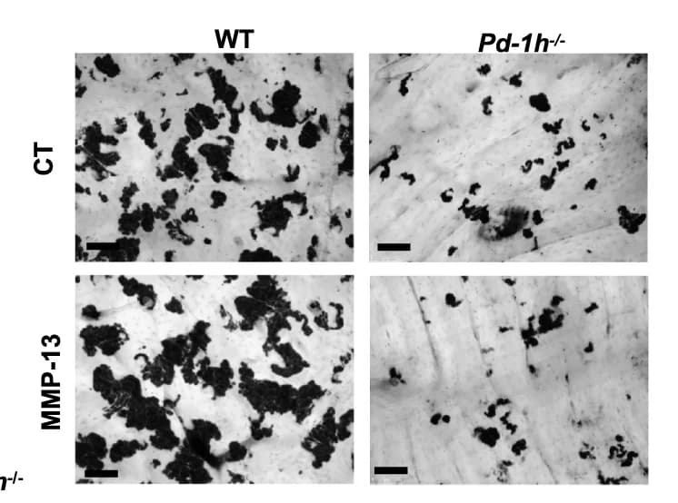 Open access visualization of Microscopy, Hematoxylin staining, Bone resorption, OCLs, Bovine Femur Bone