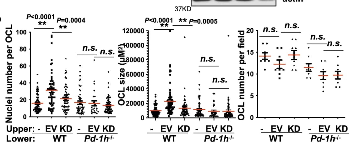 Open access visualization of Scatter Plot, Error Bars, TRAP staining, OCLs, BMMNCs
