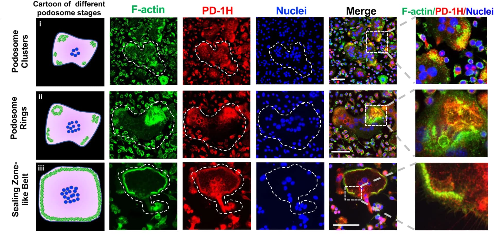 Open access visualization of Microscopy, Illustration, OCLs, F-actin, PD-1H