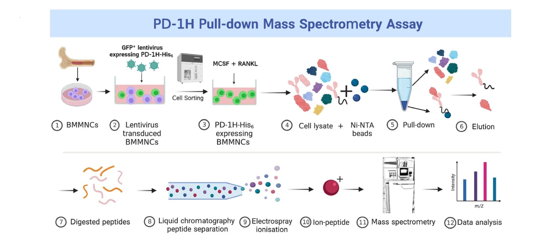 Open access visualization of Workflow, Bar Plot, BMMNCs, PD-1H shRNA, Lentivirus