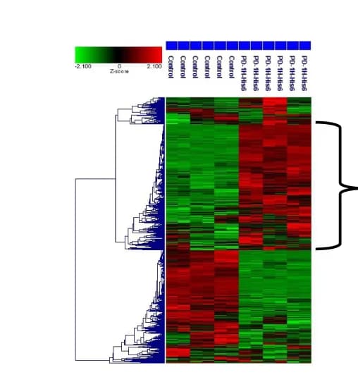 Open access visualization of Heatmap, Clustered, Cluster Analysis, Proteins, PD-1H-His 6