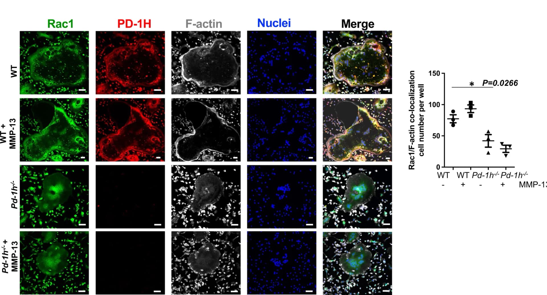 Open access visualization of Scatter Plot, Microscopy, WT OCLs, Pd-1h -/- OCLs, MMP-13