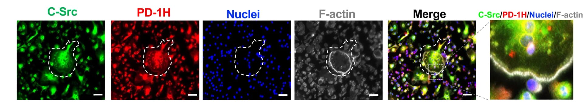 Open access visualization of Microscopy, WT OCLs, MMP-13, c-Src, PD-1H
