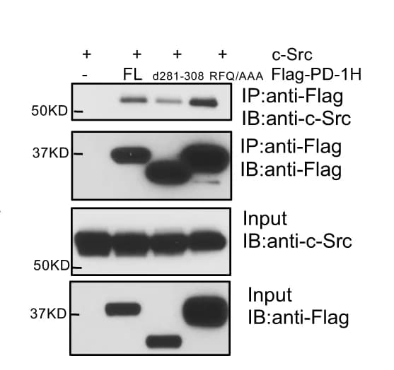 Open access visualization of Gel, c-Src, HEK-293 Cells, Flag-PD-1H FL, Triple Point Mutation