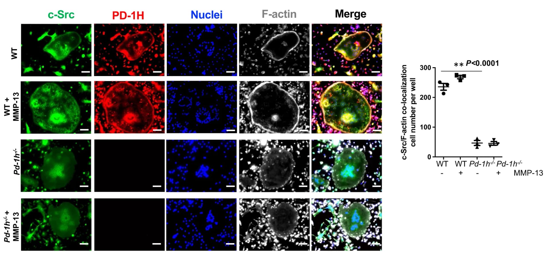 Open access visualization of Microscopy, Scatter Plot, WT OCLs, Pd-1h -/- OCLs, MMP-13