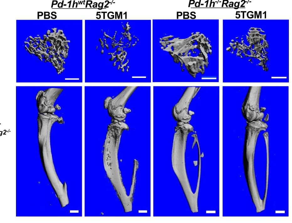 Open access visualization of Microscopy, Tibiae, Micro-qCT Scanning, 3D Images, Femurs