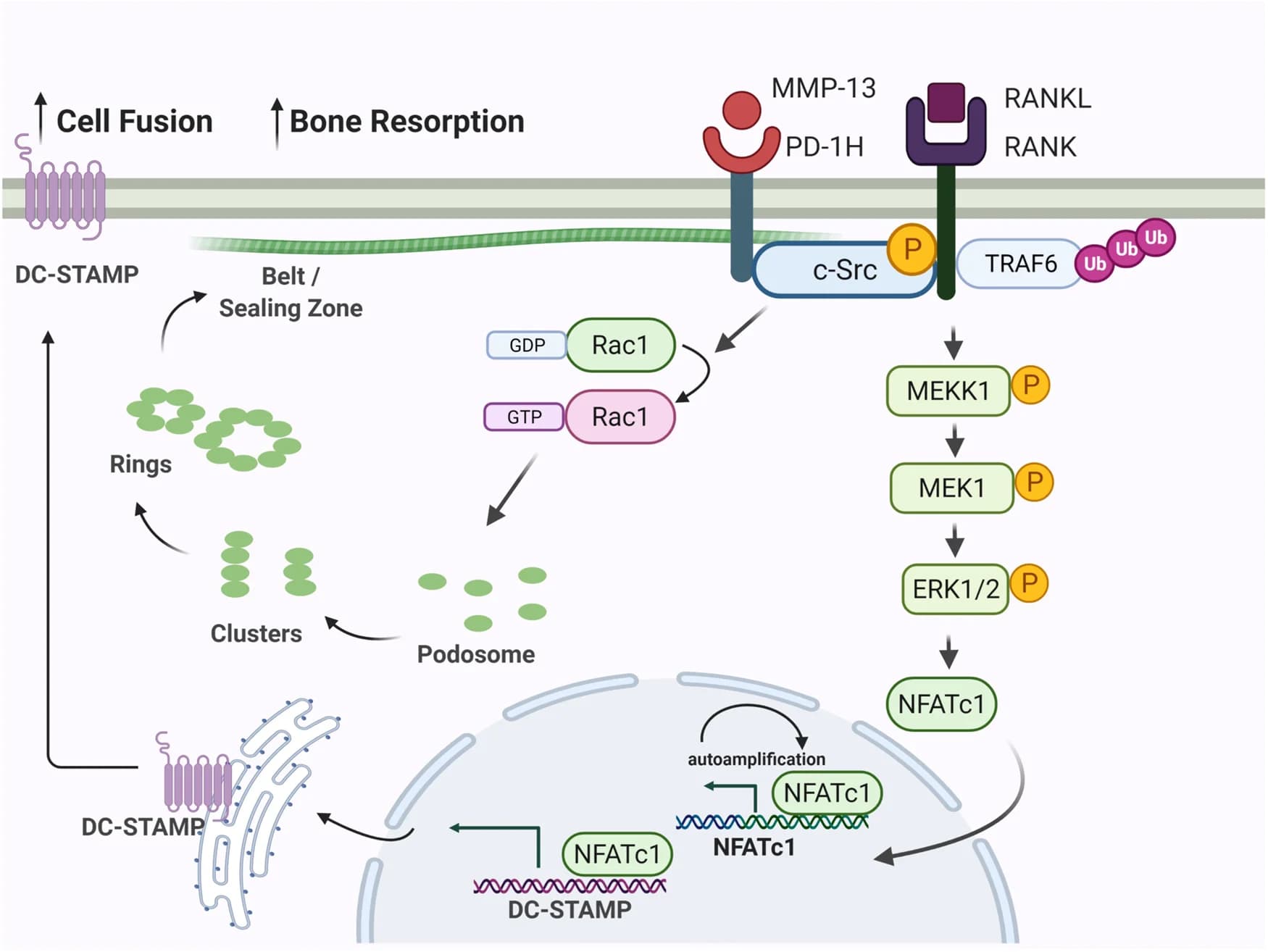 Open access visualization of Workflow, Flowchart, Illustration, MMP-13, MM Cells