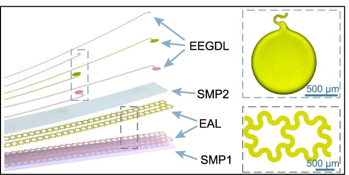 Open access visualization of Illustration, SpiralE, Functional Layers, EEG Detection Layer, Electrothermal Actuation Layer