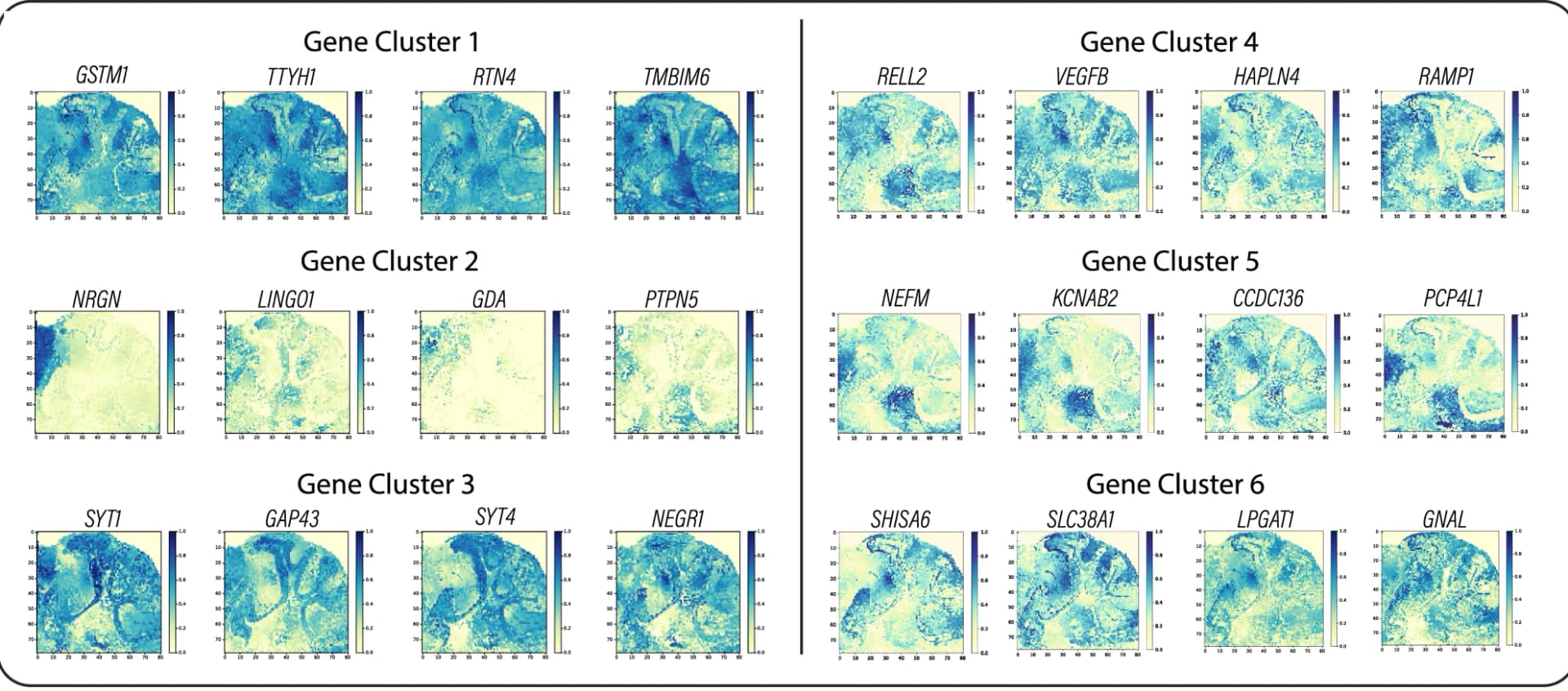 Open access visualization of Heatmap, Gene Clusters, Mouse Brain, ST Dataset
