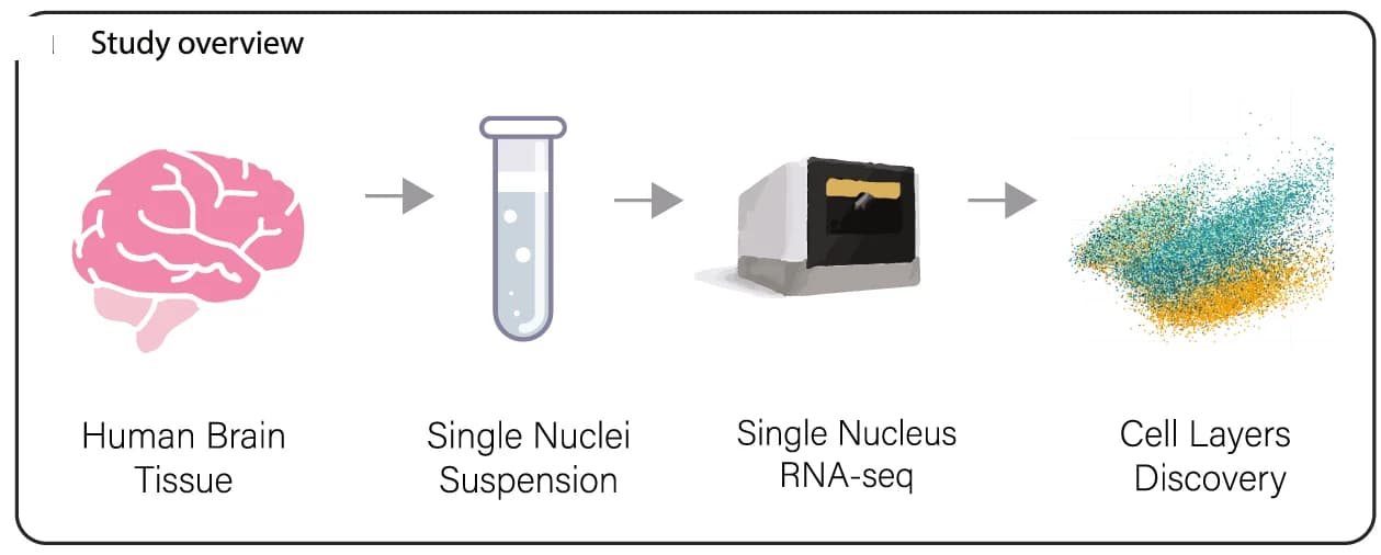 Open access visualization of Workflow, Illustration, Scatter Plot, snRNA-seq, Data Generation
