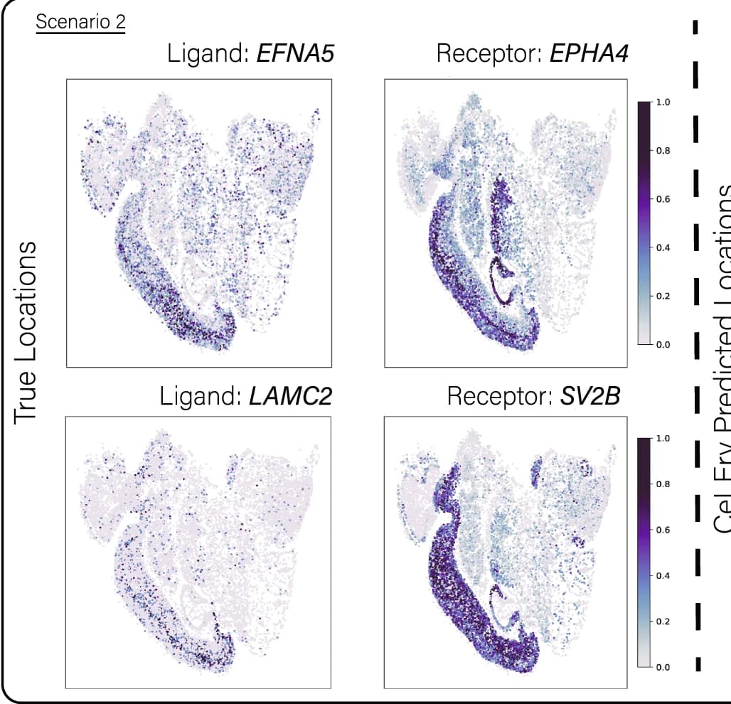 Open access visualization of Scatter Plot, Gene Expression Maps, Ligand-Receptor Pairs, Cell Locations, CeLEry