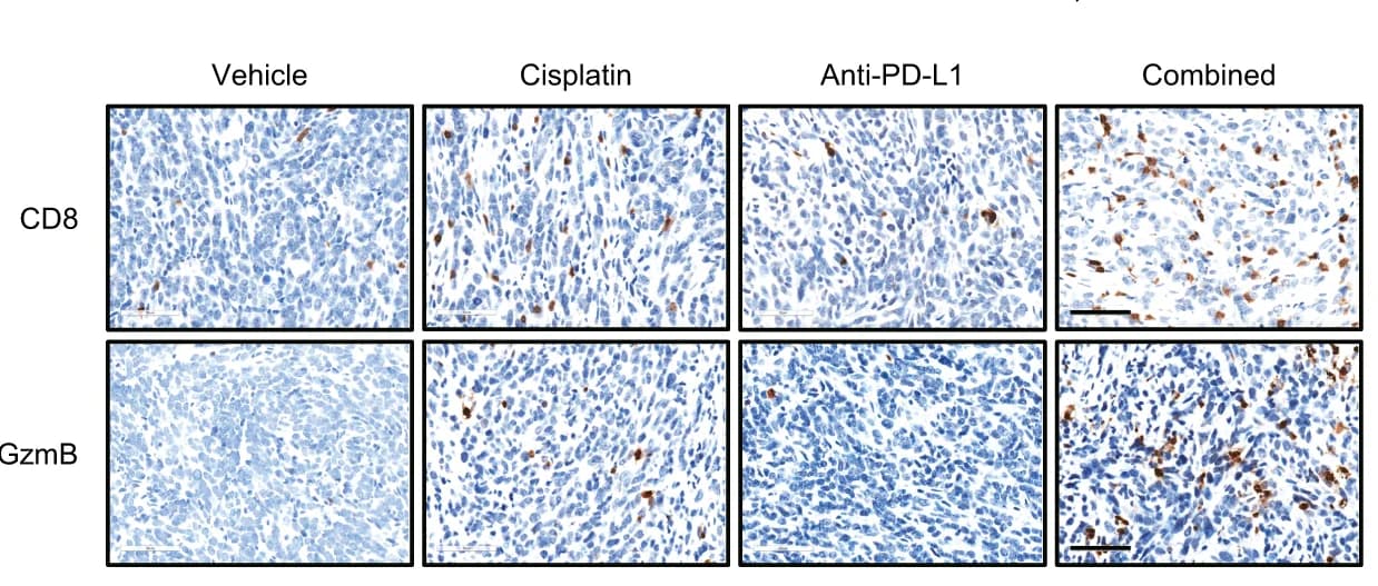 Open access visualization of Microscopy, Tumor, CD8, GzmB, IHC staining