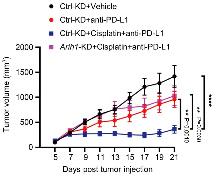 Open access visualization of Line Plot, Error Bars, Tumor Growth, Ctrl-KD, Arih1-KD