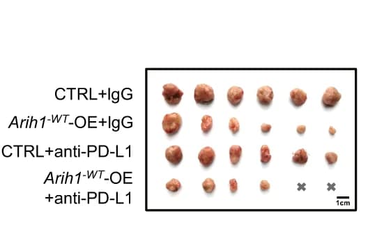 Open access visualization of Photo, Tumor Image, Tumor Bearing Mice, Treatments