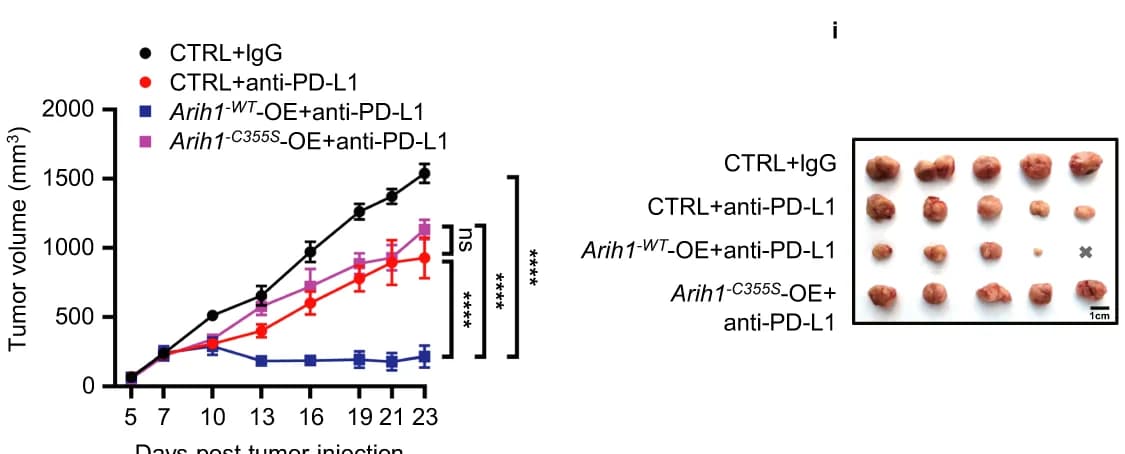 Open access visualization of Line Plot, Error Bars, Photo, Tumor Growth, BALB/c Mice
