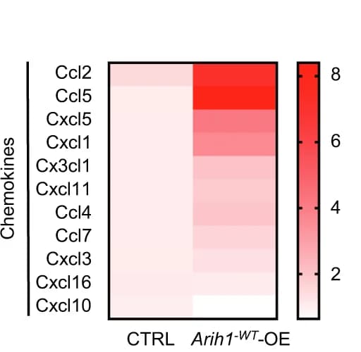 Open access visualization of Heatmap, qRT-PCR, Gene Expression, Cytokines, Chemokines