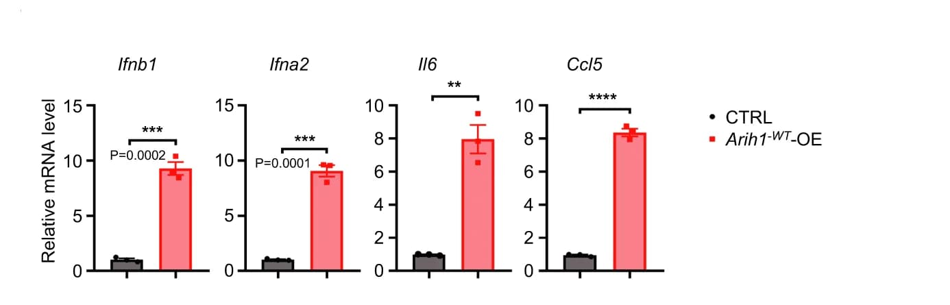 Open access visualization of Bar Plot, Error Bars, qRT-PCR, Gene Expression, Ifnb1