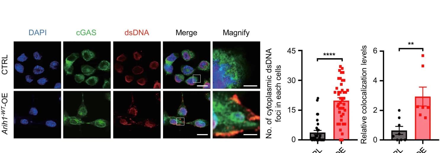 Open access visualization of Microscopy, Bar Plot, Error Bars, Scatter Plot, Immunofluorescence