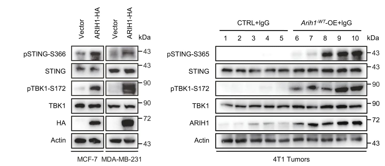 Open access visualization of Gel, Immunoblots, STING Pathway, Phospho STING, TBK1