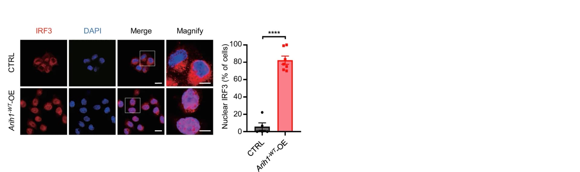 Open access visualization of Bar Plot, Scatter Plot, Microscopy, Immunofluorescent Staining, IRF3