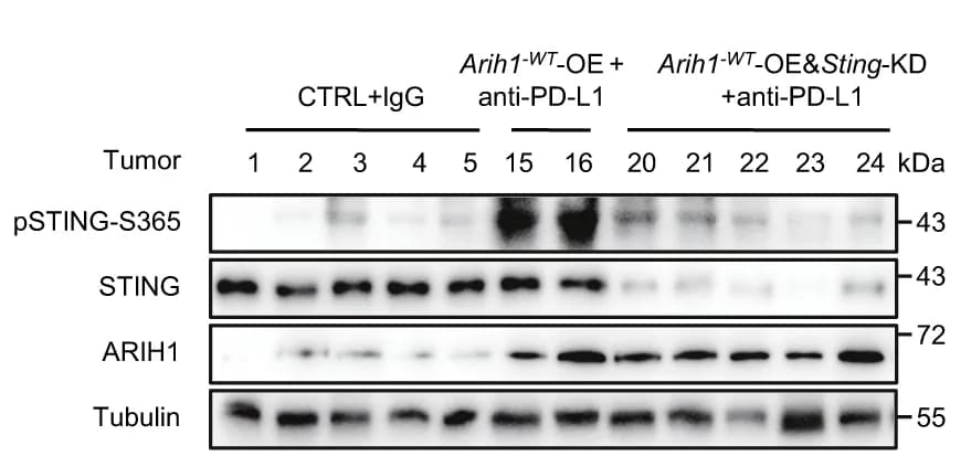 Open access visualization of Gel, Immunoblot Analysis, pSTING-S365, STING, ARIH1