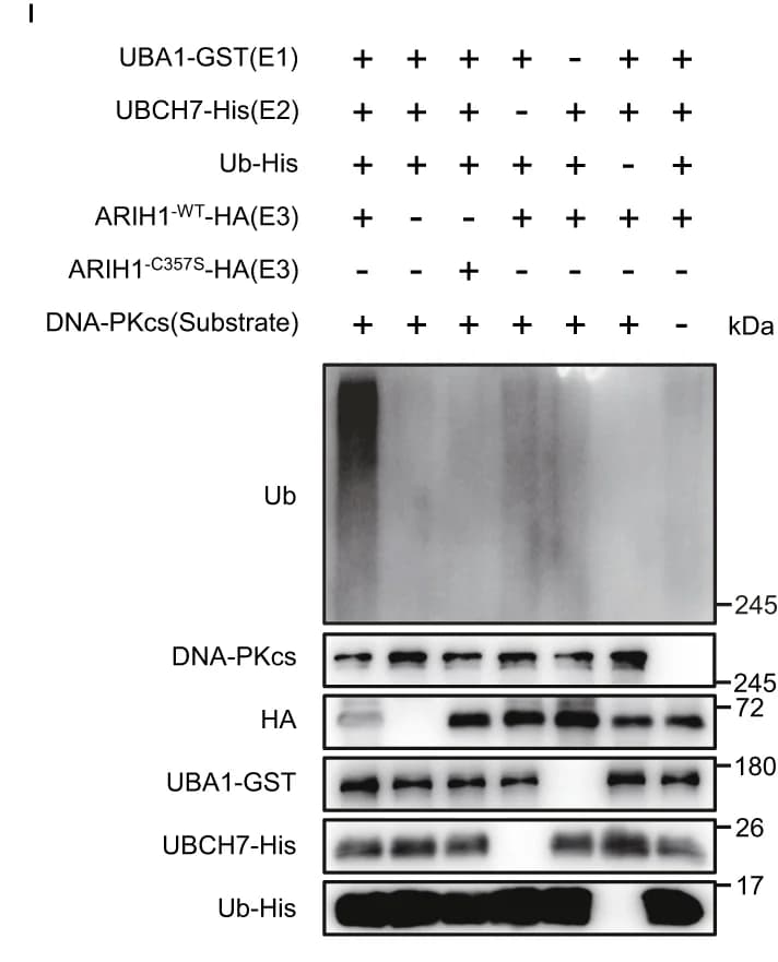 Open access visualization of Gel, Photo, Table Image, In Vitro, Ubiquitination Assay
