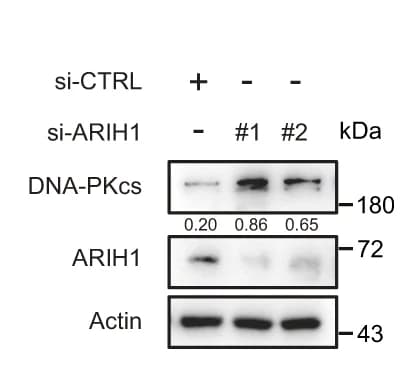 Open access visualization of Gel, Immunoblot, DNA-PKcs, U2OS Cells, siRNA