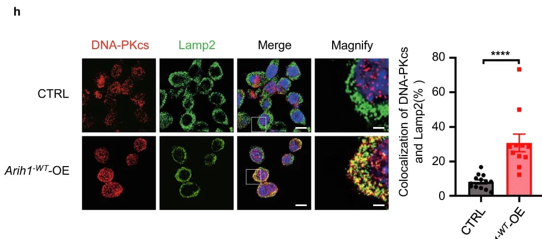 Open access visualization of Microscopy, Scatter Plot, Bar Plot, Error Bars, Immunoblot