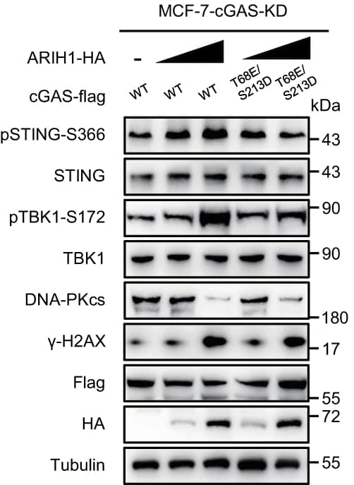 Open access visualization of Gel, cGAS, MCF-7 Cells, Transfection, Phosphorylation