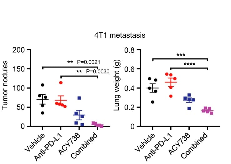 Open access visualization of Scatter Plot, Error Bars, Lung Weights, BALB/c Mice, 4T1 Cells