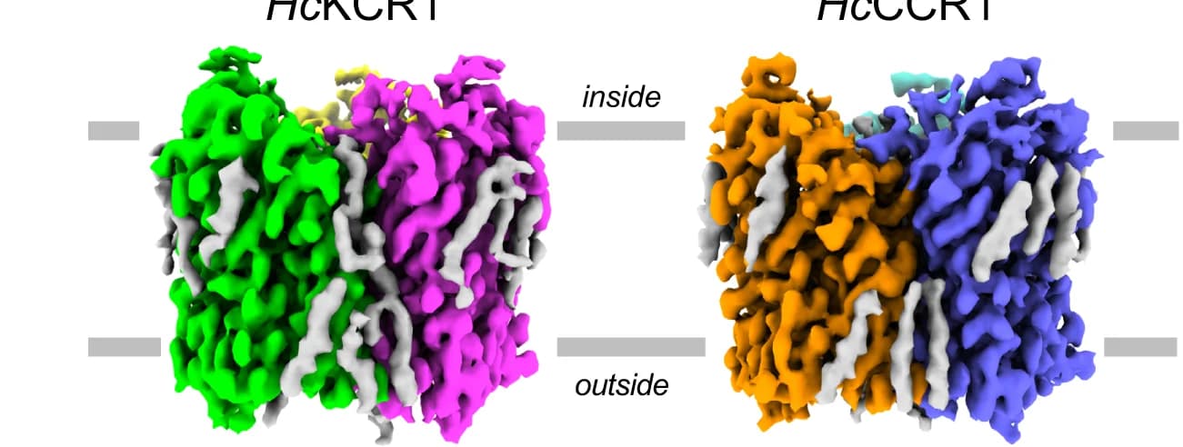 Open access visualization of Protein Structure, Cryo-EM, Density Maps, Homotrimers, Membrane Plane