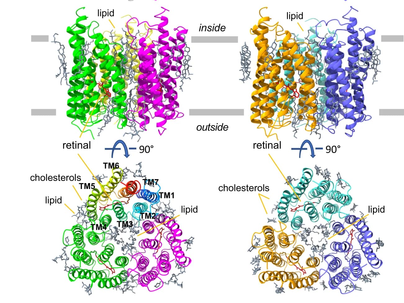 Open access visualization of Protein Structure, Chemical Structure, Structure Models, Membrane Plane, Intracellular Side